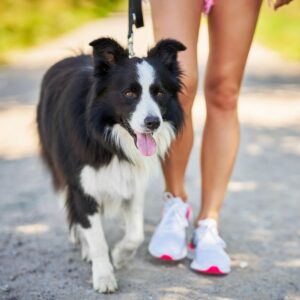 Border collie on a walk