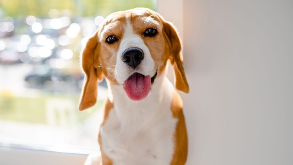 Apartment Living with a Dog HERO