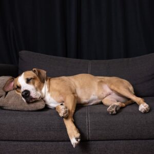 dog sleeping on couch