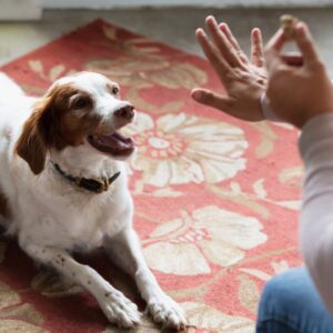 teaching dog to stay