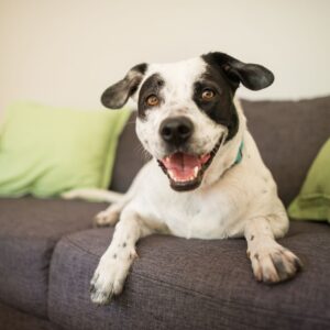 happy dog on couch