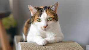 Calico cat