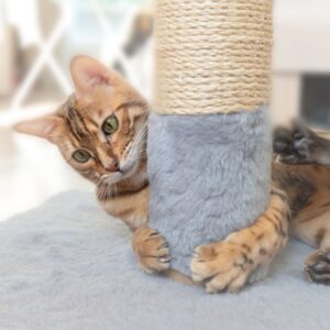 cat and scratching post