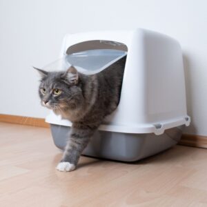 enclosed litter box