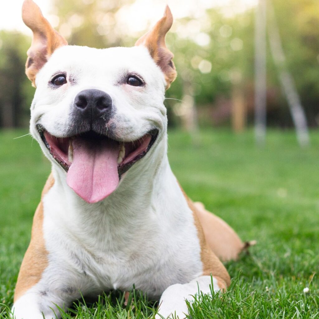 smiling dog