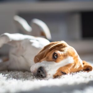 a beagle laying on a rug