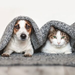 dog and cat under blanket