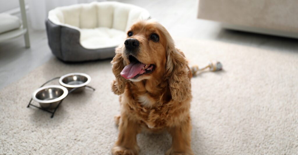 Dog with bowls and a bed