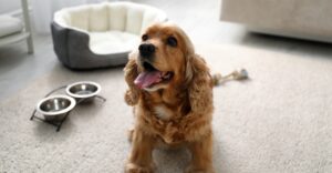 Dog with bowls and a bed