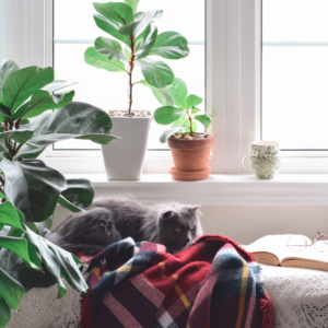 Cat snuggled on a couch. 