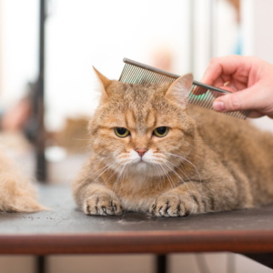 Cat getting groomed. 