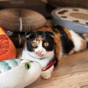 cat playing with toys