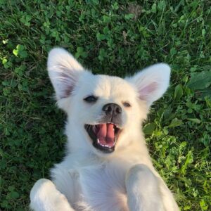 puppy